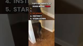 Not him running away 😭 #youtubeshorts #ranking #viral #funny #dog