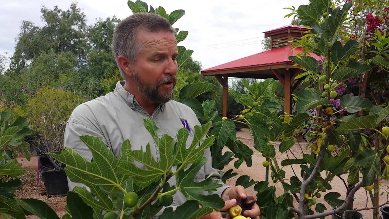 Civano Nursery - Fig Trees