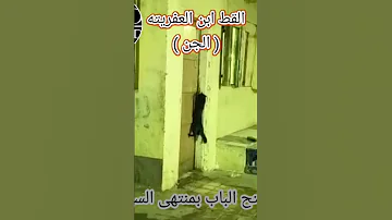قط يفعل اشياء غريبه القط الجن تريند القط Cat Feeling 
