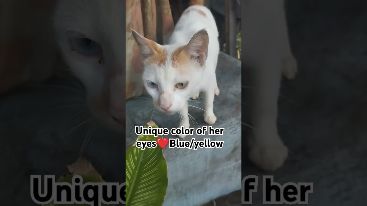 Unique color of her eyes❤️Amazing (blue/yellow) 