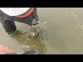 Fishing at the shallow water with a lot of catch looks like a fishpond. #manandwonder