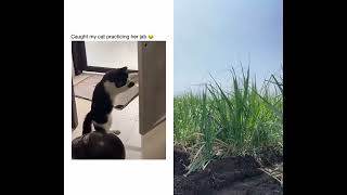 Smart Cat 🐈 🐈🐈🐈🐈🐈 #trending #viral #viralvideo #video #funny #cat