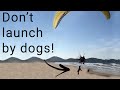 Dog BITES paramotor on take off and HANGS on!!! - Reacting to crash videos pt. 8