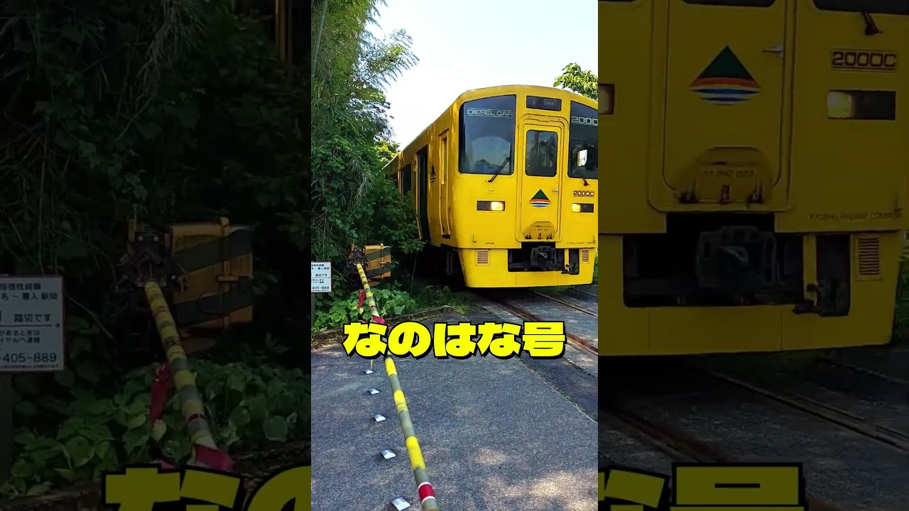 🌼🚃 DiselTrain【なのはな号】Hatta Railroad Crossing Passage|【八田踏切】を通過! 🚦✨