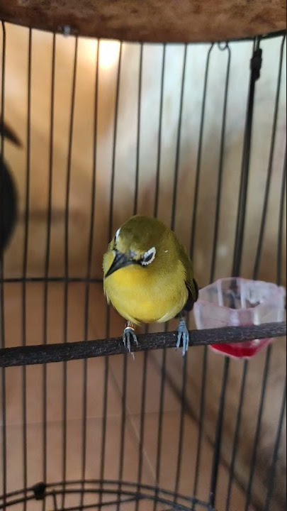 Kecial Kuning Ngalas Nembak