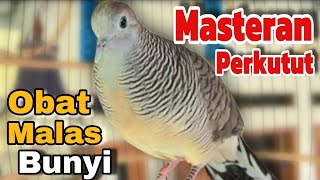Perkutut lokal gacor Masteran ampuh burung perkutut agar cepat bunyi
