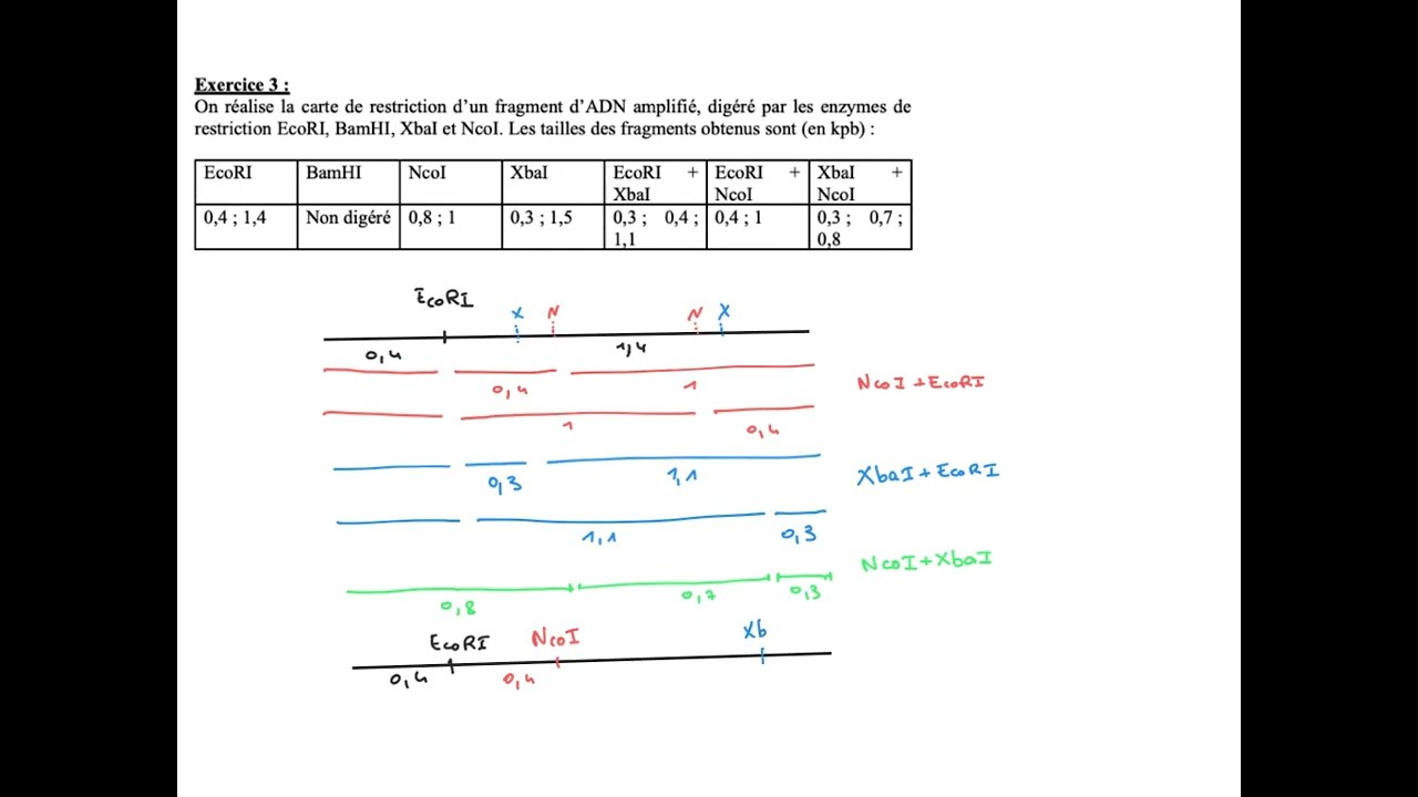 Carte de restriction exercice 3 YouTube — free download