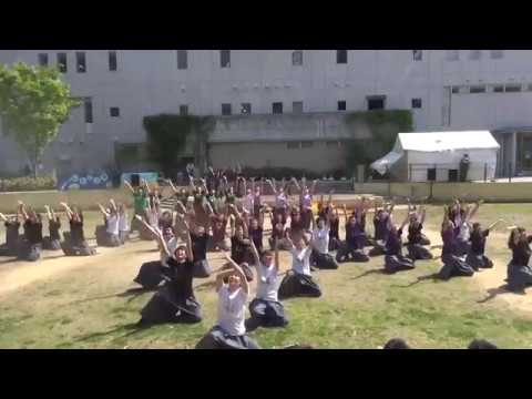 大阪大学お祭りダンスサークル祭楽人 いちょう祭2017 (想染)