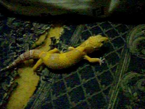 reptiles concept my albino leopard gecko exploring