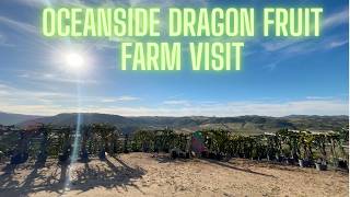 Oceanside Dragon Fruit Farm Visit & Buying Rooted Cuttings