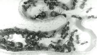 🐜 Nest, Day 1755 #2, Messor Barbarus Ant Farm Video Diary