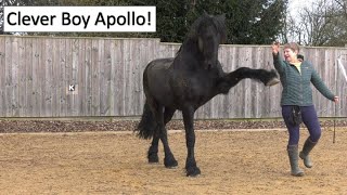 Best Performance Ever Friesian Horse Apollo Auditioning For The Folies Bergere