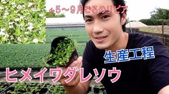 ヒメイワダレソウ Youtube