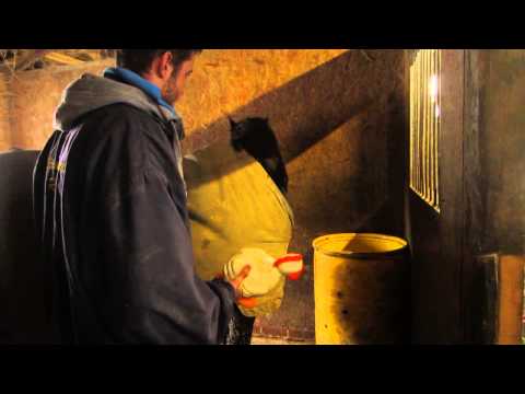 Mysafecobs Clucking Chicken