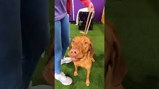 Vizsla  147th Annual Westminster Kennel Club Dog Show