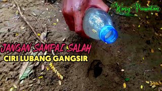 Download Lagu Cara berburu gangsir si jangkrik besar pakai botol bekas MP3