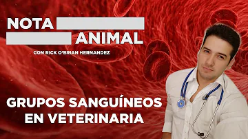 ¿Se puede dar sangre humana a un perro?