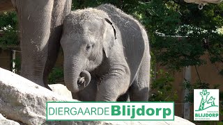 Diergaarde Blijdorp Trailer