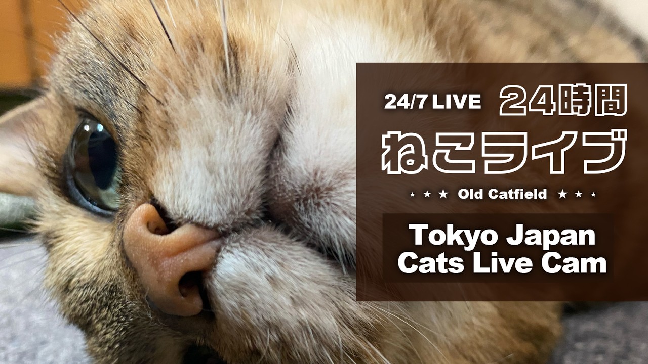 Old Cats Live Cam - Tokyo Japan 🇯🇵 - YouTube