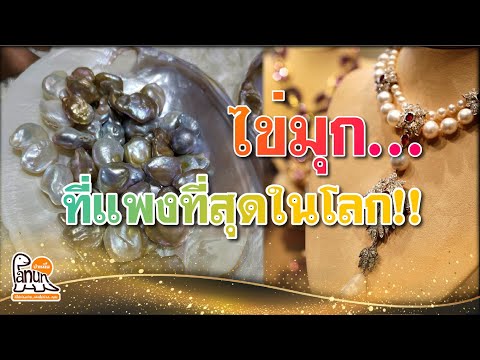 ตลึง!!! ไข่มุกราคาสุดโหด แพงที่สุดในโลก [โลกของสะสม EP.16]