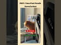 Lovely cat videos | American cat lovers | #shorts #viral #america #usa #catshorts #catmoments #funny