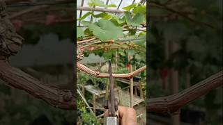pruning of Jupiter grapes #pruning #agriculture #farmingtips