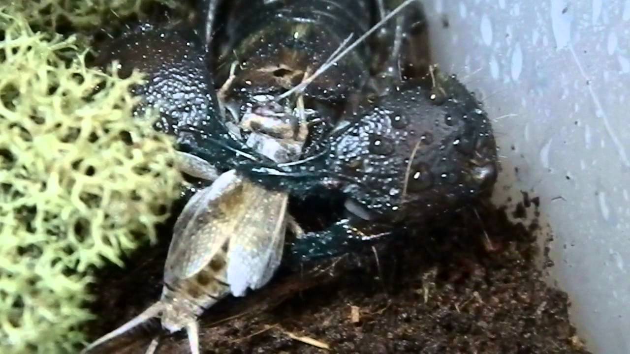 critters attack Rare Arachnid Feedings.