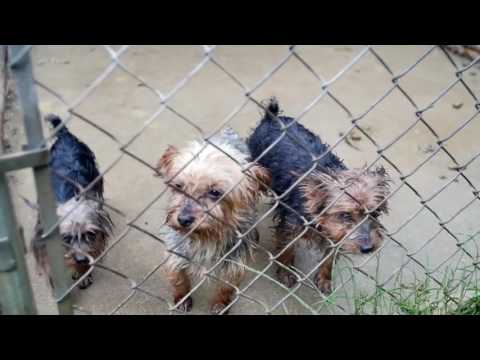 Βίντεο: Η Maryland Combats Puppy Mills With New Bill