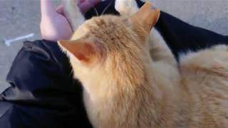 膝の上でくつろぐ茶トラ猫の肉球を観察してみた