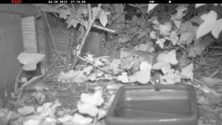 Nature Camera