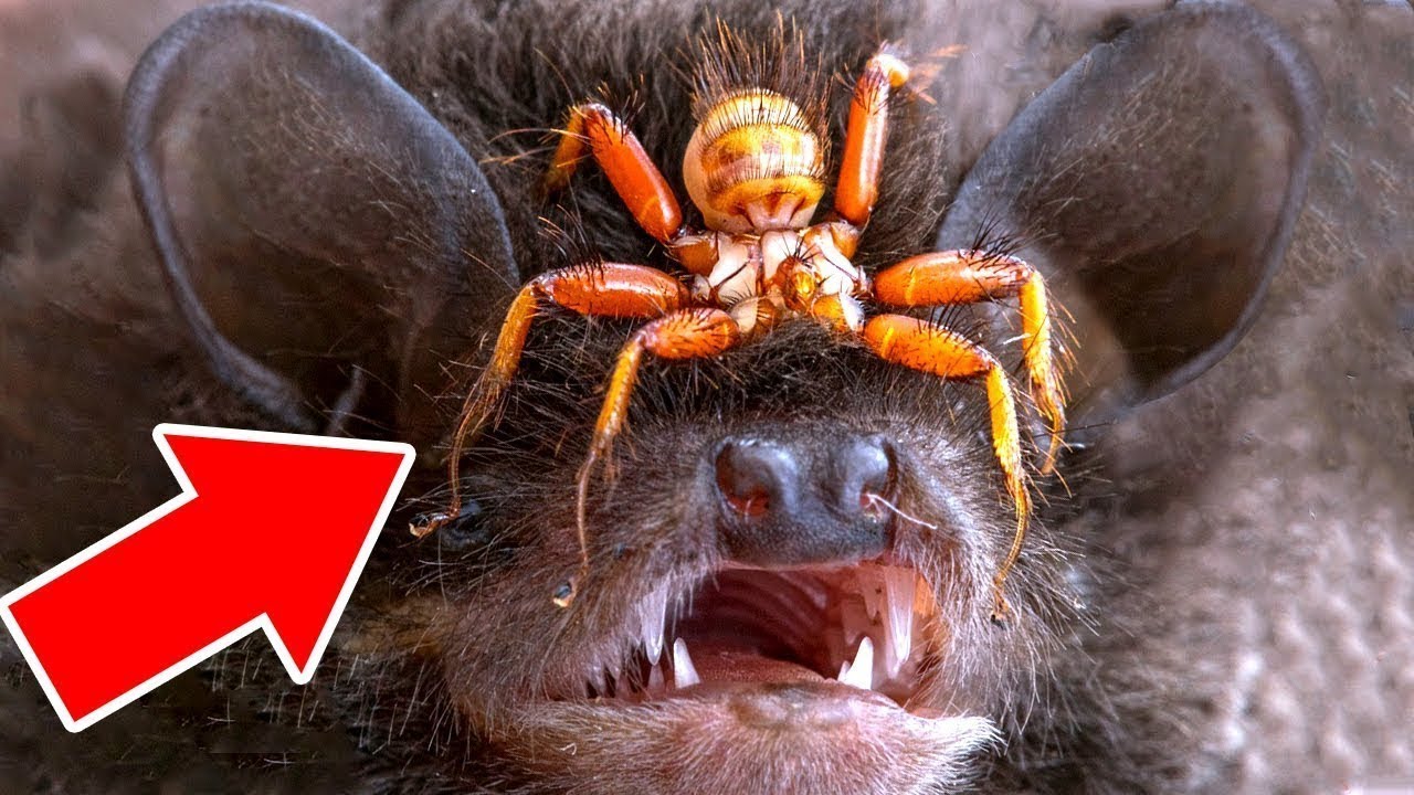 This Thing Lives on a Bats Head - Proof Nature is Creepy