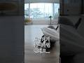 저봐라 저 고양이, 백스탭 Olympic 국가 대표 급🐈 #shorts #shortsvideo #catlife #backstab #olympics #memes