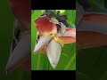 longweekend  #gardening #banana #harvesting #fruit #farming #youtuber #youtubeshorts #food #ytshorts
