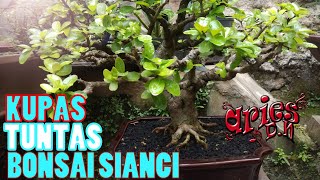 Mengenal Bonsai Sianci Atau Cherry Barbados 