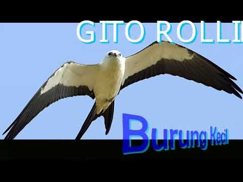 Gito Rollies - Burung Kecil