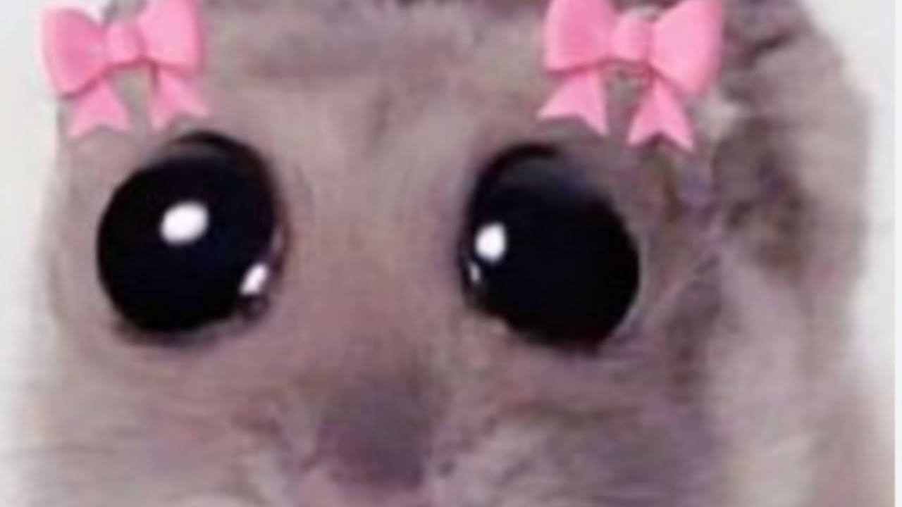 Reakcja moich kuzynów na wildcraft 5 😭