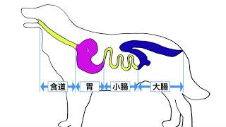 犬猫の誤食　病院に行けない！　それでも吐かせてはダメな場合と異物