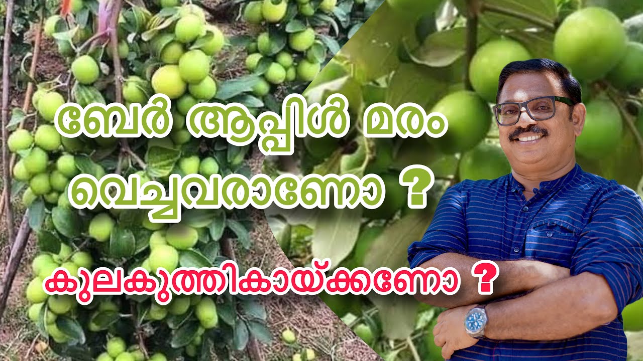 BER APPLE FRUITING TIPS . ബേർ ആപ്പിൾ മരം വെച്ചവരാണോ ? ചെയ്യേണ്ടതും പാടില്ലാത്തതും .