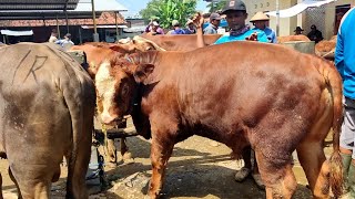 Murah Pollharga Terbaru Spek Jantan Ekonomis Dan Bakalan Super Calon 1Ton Up,Harga Sapi Jantan