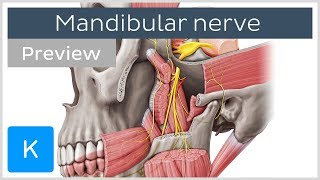 What is the Mandibular Nerve? (preview) - Human Anatomy | Kenhub