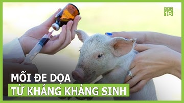 Mối đe dọa từ kháng kháng sinh | VTC16