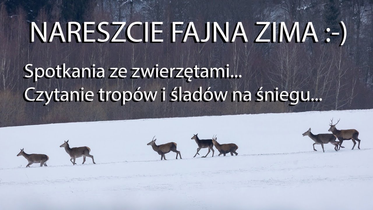 Nareszcie fajna zima! Czytanie tropów i śladów zwierząt,  stado jeleni. Z życia fotografów przyrody