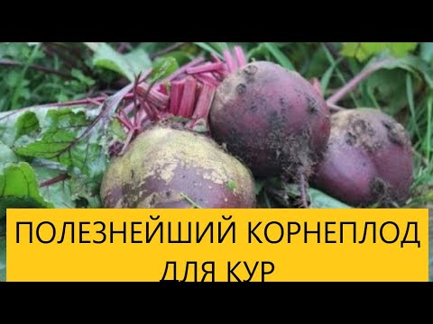 СВЕКЛА В РАЦИОНЕ КОРМЛЕНИЯ КУР НЕСУШЕК.  ЗООТЕХНИЯ В МАССЫ .