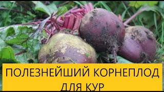 СВЕКЛА В РАЦИОНЕ КОРМЛЕНИЯ КУР НЕСУШЕК.  ЗООТЕХНИЯ В МАССЫ .