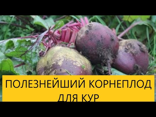 Можно курам свеклу. Можно ли кроликам красную свеклу.