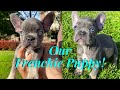 FRENCHIE PUPPY'S FIRST DAY AT HOME!