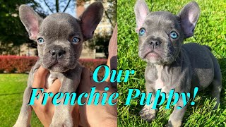 FRENCHIE PUPPY'S FIRST DAY AT HOME! by TheTrotmans 29,262 views 3 years ago 21 minutes