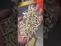 5XFZ 15A combined seed cleaning machine
