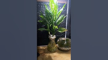 Valentine tree | Cây Ngọc Ngân trồng thủy sinh