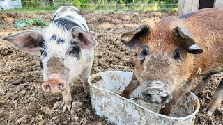 Pigs on the Loose 🐖 // Homestead Adventures // Farm Life Vlog